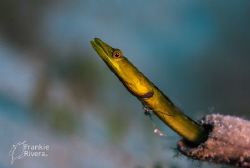 Pike Blenny at his confortable home by Frankie Rivera 